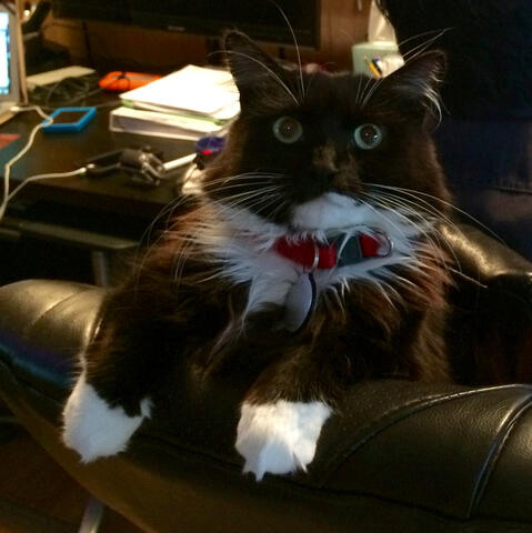 Smittens